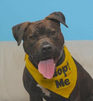 Randolph Regional Animal Shelter