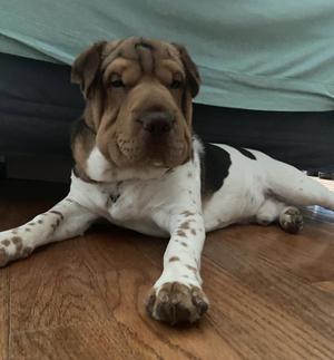 Bentley Courtesy Post, Shar-Pei / Beagle, adult, available for adoption