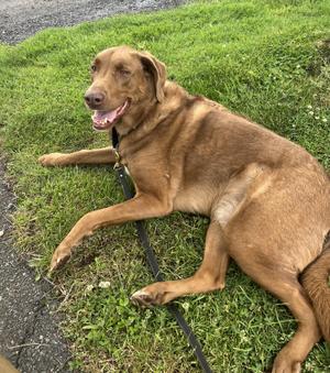 A brown dog is lying on the grass with its mouth open and tongue out.