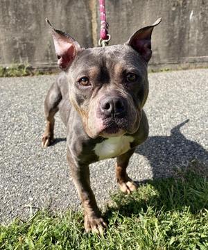 Rose, Pit Bull Terrier, adult, available for adoption