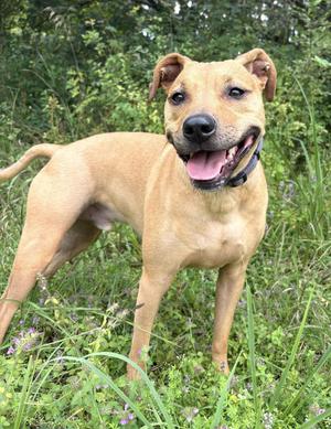 Stink, Black Mouth Cur / Terrier, adult, available for adoption