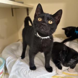 Recorder, kitten, available for adoption