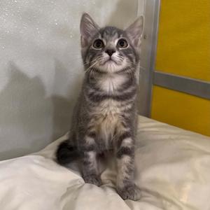 Farfalle, kitten, available for adoption