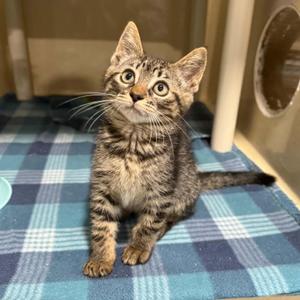 Janet Guthrie, kitten, available for adoption