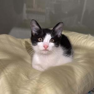 A black and white kitten sitting on a yellow blanket.