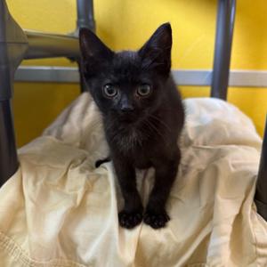 Patty, kitten, available for adoption