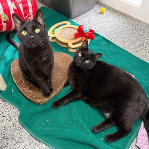 Peanut & Butter (Bonded Pair), adult, available for adoption