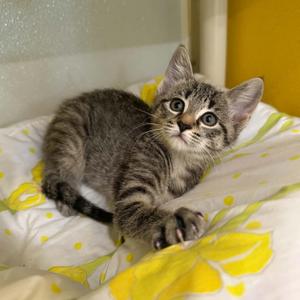 Alexie, kitten, available for adoption