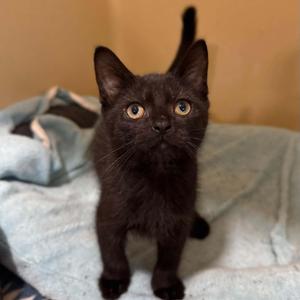 Squirtle, kitten, available for adoption