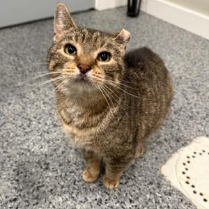Mitzi, adult, available for adoption