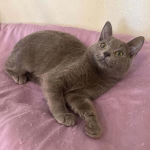 A gray cat lying on a pink blanket