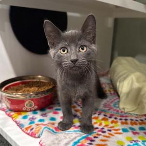 Auger, kitten, available for adoption