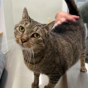 Tenny, adult, available for adoption