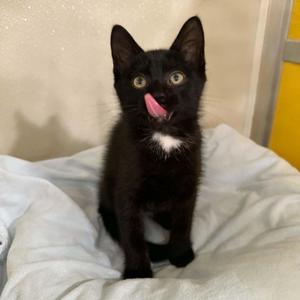 Brad Keselowski, kitten, available for adoption