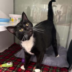 Bosch, adult, available for adoption