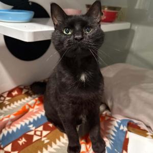 Carrie, adult, available for adoption