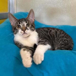 Gooligan, kitten, available for adoption