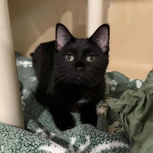 Keegan, kitten, available for adoption