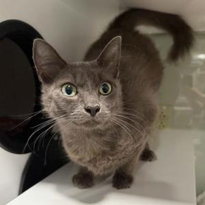 Delanie, adult, available for adoption