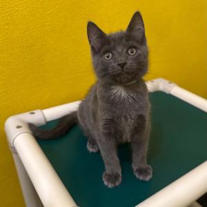 Hippo, kitten, available for adoption