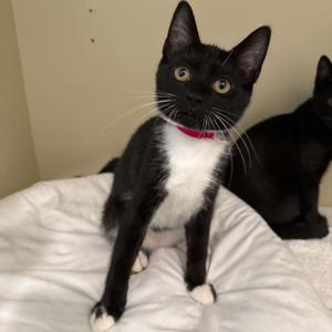 Ukulele, kitten, available for adoption