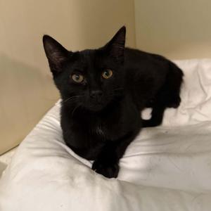 Piccolo, kitten, available for adoption