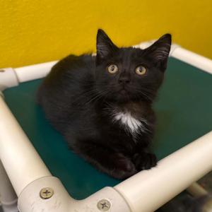 Rhino, kitten, available for adoption