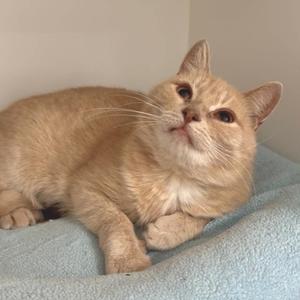 A light-colored cat lying on a blue blanket, looking up with its eyes wide open.
