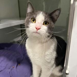 Arlo, adult, available for adoption