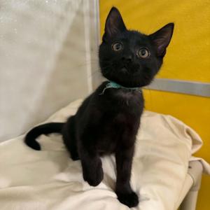 Rotini, kitten, available for adoption
