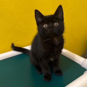 Giraffe, kitten, available for adoption