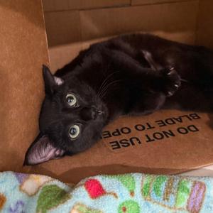 Kelsie, kitten, available for adoption
