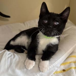 Gong, kitten, available for adoption