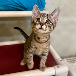 Knucklehead, kitten, available for adoption