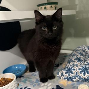 Kaz, kitten, available for adoption