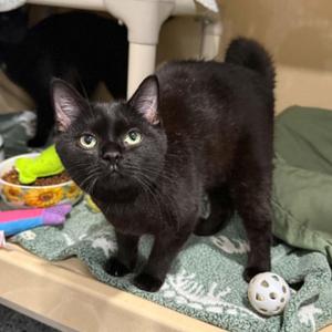Kody, kitten, available for adoption