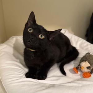 Cymbal, kitten, available for adoption
