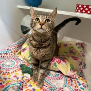 Joy, young, available for adoption