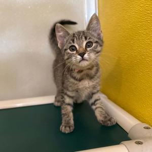 Alexa, kitten, available for adoption