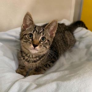 Christopher Bell, kitten, available for adoption