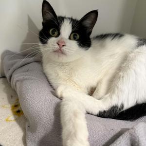 Makita, adult, available for adoption