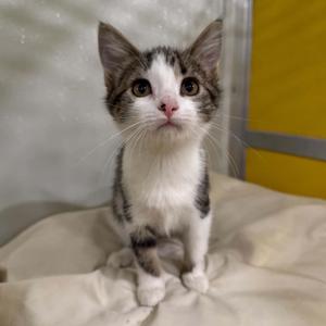 Penne, kitten, available for adoption