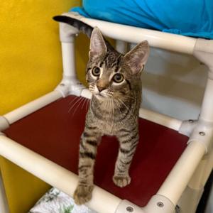 Hijinks, kitten, available for adoption