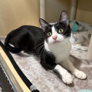 Mrs. Grady, adult, available for adoption