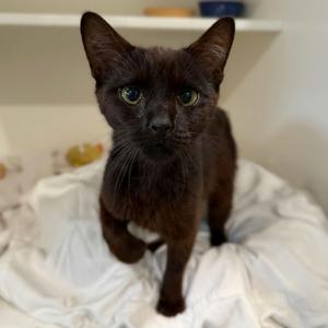 Cyndi, kitten, available for adoption