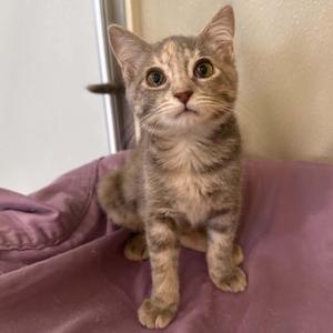 A small tabby kitten sitting on a purple blanket, looking up with wide eyes.
