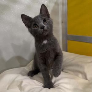 Ditalini, kitten, available for adoption