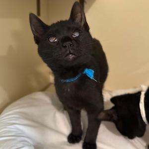 Bugle, kitten, available for adoption