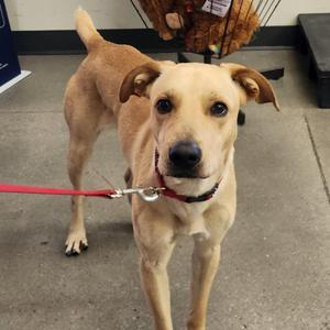A light brown dog with floppy ears standing on a concrete floor, wearing a red collar and leash.