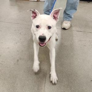 A white dog with perked ears and a blue leash is walking on a concrete floor, with a person's legs and feet visible in the background.